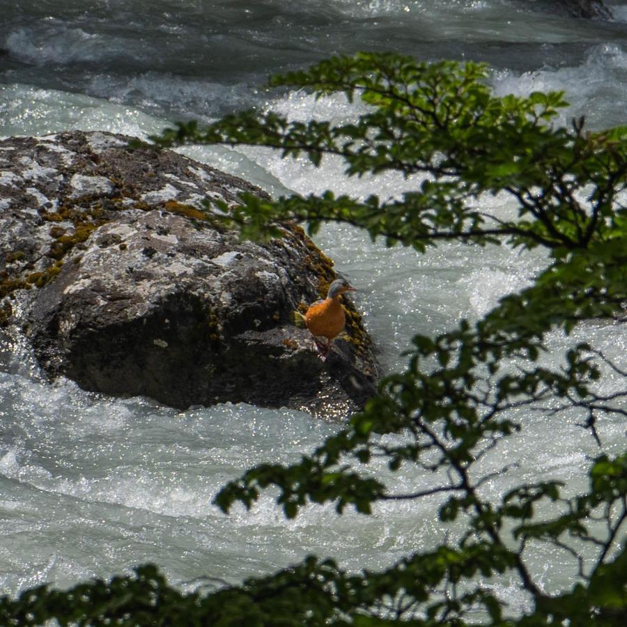 Refugio De Glaciares Ξενοδοχείο El Chalten Εξωτερικό φωτογραφία